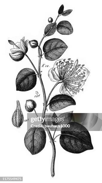 bildbanksillustrationer, clip art samt tecknat material och ikoner med caper växt, odlade växter av ranunculaceae och andra familjer gravyr antik illustration, publicerad 1851 - kapris