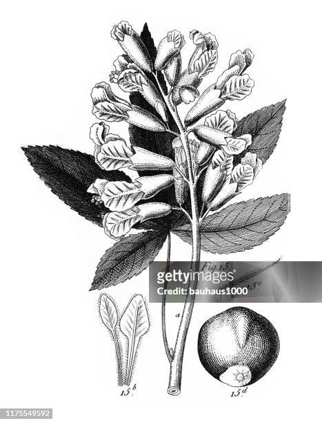 kleine buckeye, kultivierte pflanzen der ranunculaceae und andere familien gravur antike illustration, veröffentlicht 1851 - arugula stock-grafiken, -clipart, -cartoons und -symbole
