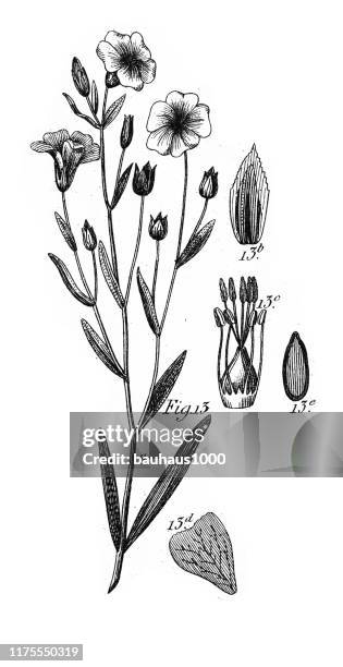 camelia, cultivated plants of many families, mostly ornamental engraving antique illustration, published 1851 - camelia lupascu stock illustrations