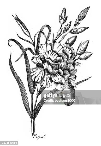 nelken, kultivierte pflanzen vieler familien, meist ornamentale gravur antike illustration, veröffentlicht 1851 - carnation flower stock-grafiken, -clipart, -cartoons und -symbole