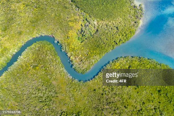 delta del fiume mangrovie, queensland, australia - queensland floods foto e immagini stock