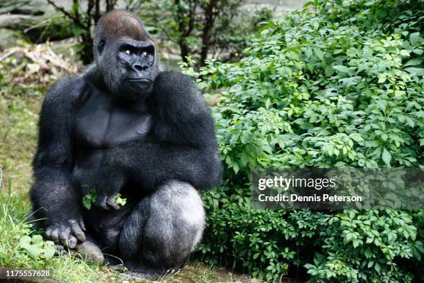 gorilla in woods - international wildlife conservation park imagens e fotografias de stock