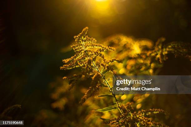 autumn sunlight on goldenrod - goldenrod stock pictures, royalty-free photos & images