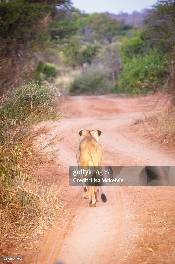 Lioness walking along bush track at dusk. South Africa