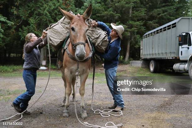 Park Service Animal Packers Jill Michalak and Jacob Ellis load gear, supplies and 585 two-year-old whitebark pine seedlings onto mules for the...