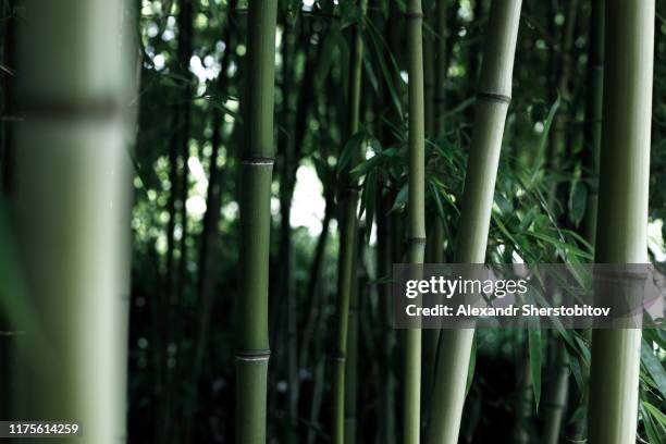 Bambu Rise Tree Bambu Fotografías e imágenes de stock - Getty Images