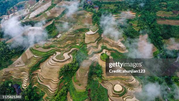 almofada de arroz em longsheng - guilin - fotografias e filmes do acervo