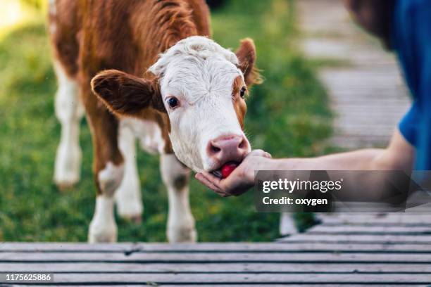 a man feeds a orange cow an apple by hand - russian cow stock pictures, royalty-free photos & images