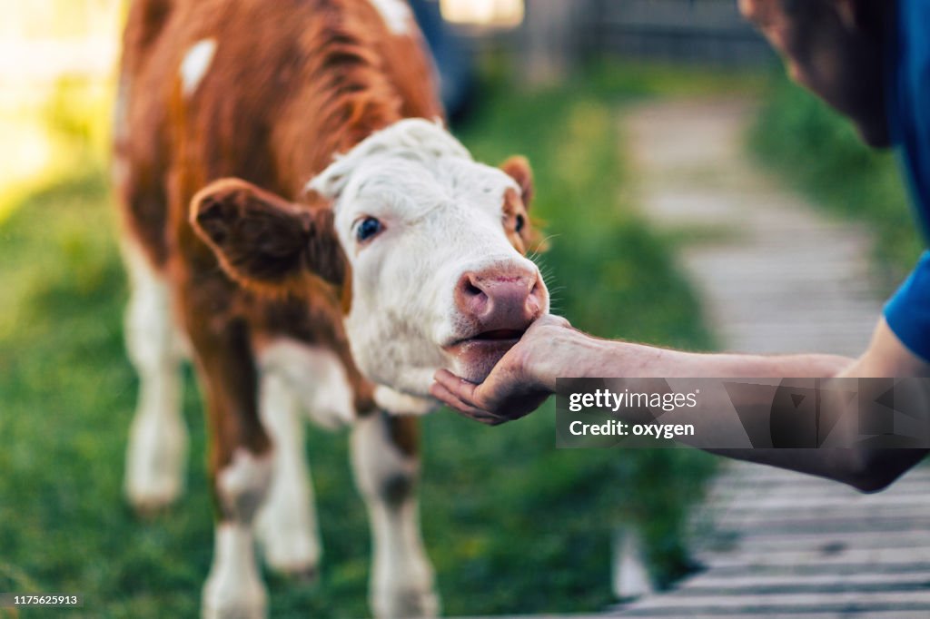 A man scratching neck a orange cow by hand