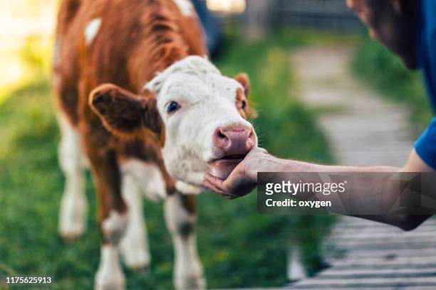 a man scratching neck a orange cow by hand - cow stock-fotos und bilder