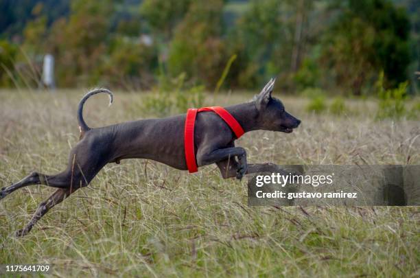 peruvian dog - rettungshund stock-fotos und bilder