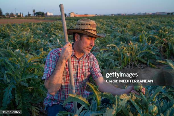 agriculture farmer holding zoe in artichocke field - artichoke stock pictures, royalty-free photos & images