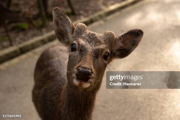 a deer - sika deer stock pictures, royalty-free photos & images