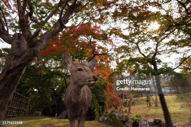 deer - sika deer stock pictures, royalty-free photos & images