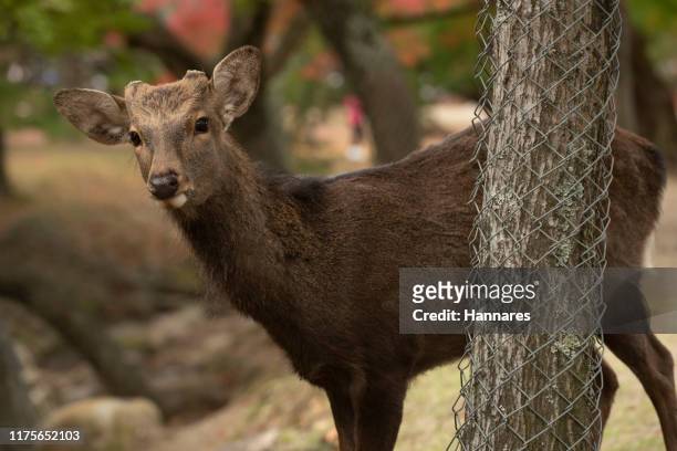 sika deer - sika deer stock pictures, royalty-free photos & images