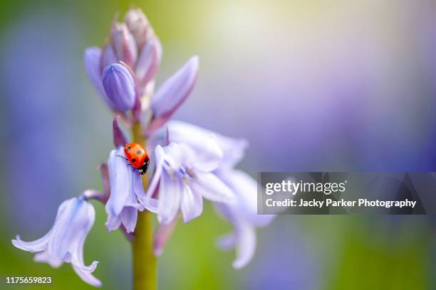 a 7-spot common ladybird, ladybug, ladybeetle - coccinella septempunctata resting on a bluebell spring flower - bluebell stock pictures, royalty-free photos & images