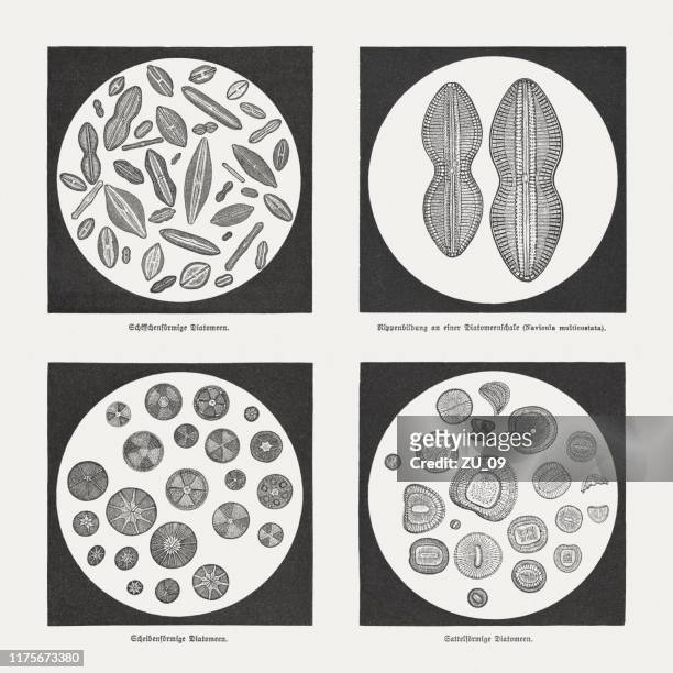 stockillustraties, clipart, cartoons en iconen met fossiele diatomen, hout gravures, gepubliceerd in 1894 - unicellular heterotroph