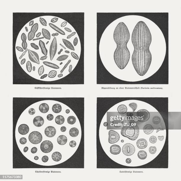 fossil diatoms, wood engravings, published in 1894 - eukaryote stock illustrations