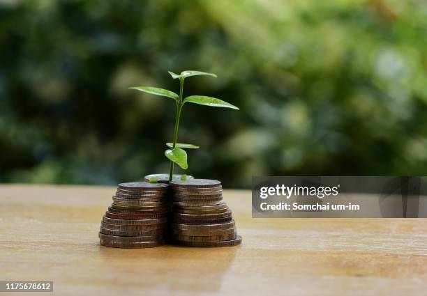 coins/tree planting/savings/investment - safety deposit box stock pictures, royalty-free photos & images