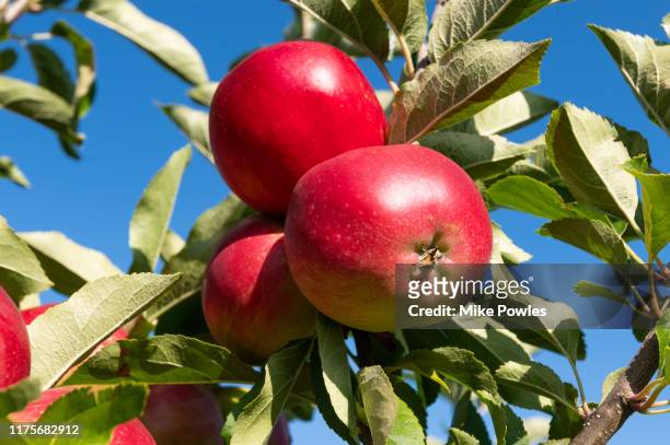 apple worcester fruit on tree. norfolk. uk - apple tree stock pictures, royalty-free photos & images