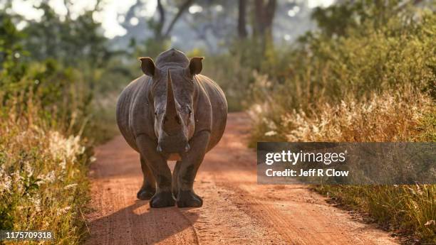 wild rhino in south africa - rhinoceros stock pictures, royalty-free photos & images