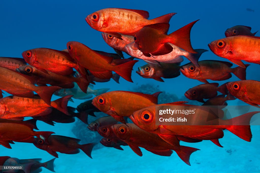 School of Moontail Bullseye or Crescent-Tailed Bigeye Priacanthus hamrur, Palau, Micronesia