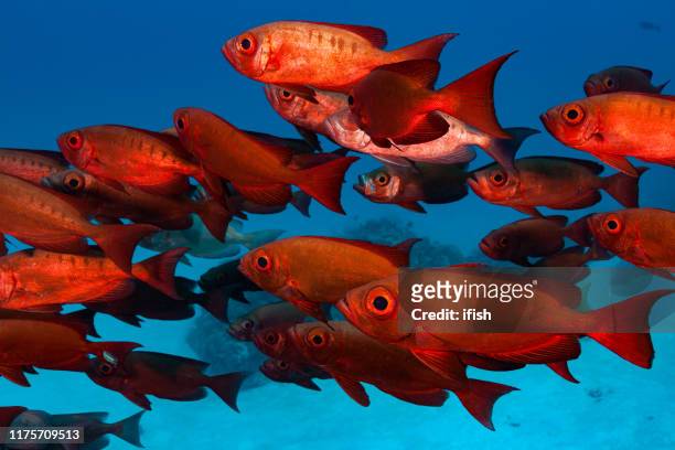school of moontail bullseye or crescent-tailed bigeye priacanthus hamrur, palau, micronesia - crescent tailed bigeye stock pictures, royalty-free photos & images
