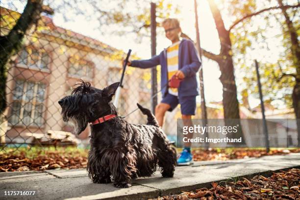 little boy walking his dog on an autumn day - scottish terrier stock pictures, royalty-free photos & images