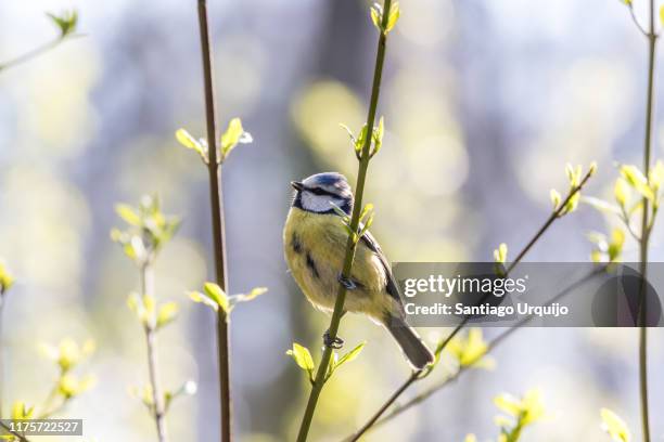 eurasian blue tit (cyanistes caeruleus) perched on a branch - springtime birds stock pictures, royalty-free photos & images