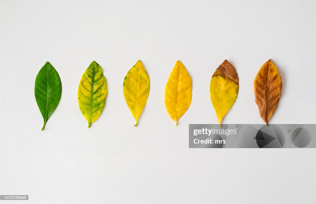 Aging leaves