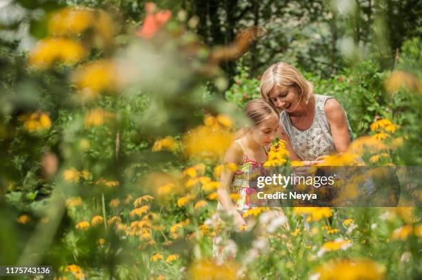 moeder en dochter plukken bloemen in zomertuin - augustus stockfoto's en -beelden