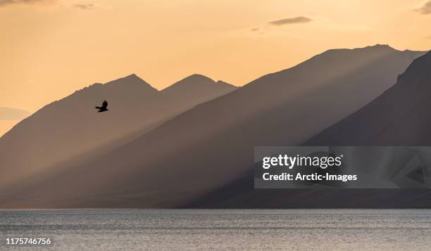 white-tailed eagle in flight, dynjandisvogur bay, west fjords, iceland - white tailed eagle stock pictures, royalty-free photos & images