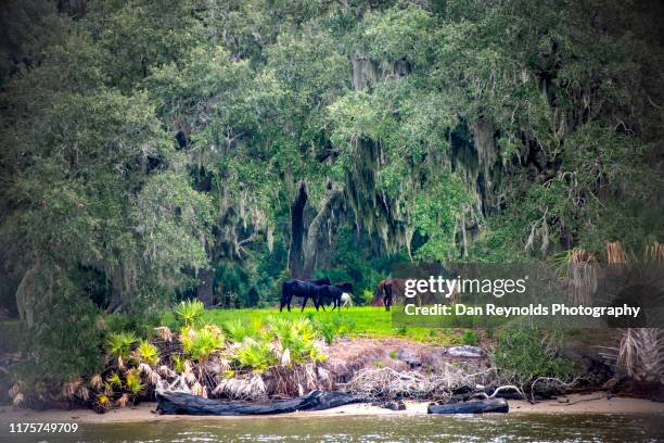 cumberland island national seashore - insel cumberland island stock-fotos und bilder
