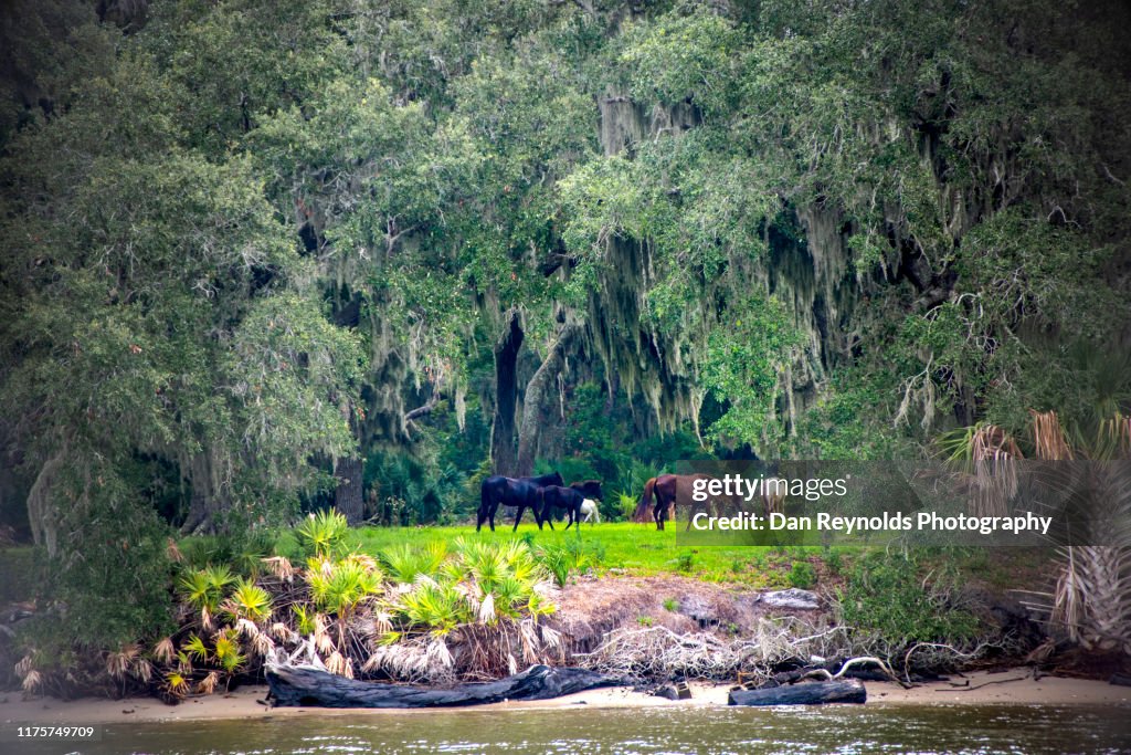 Cumberland Island National Seashore