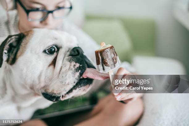 bulldog licking a icelolly - funny dog eating stock pictures, royalty-free photos & images