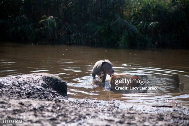 two dogs playing in muddy water - ditch stock pictures, royalty-free photos & images