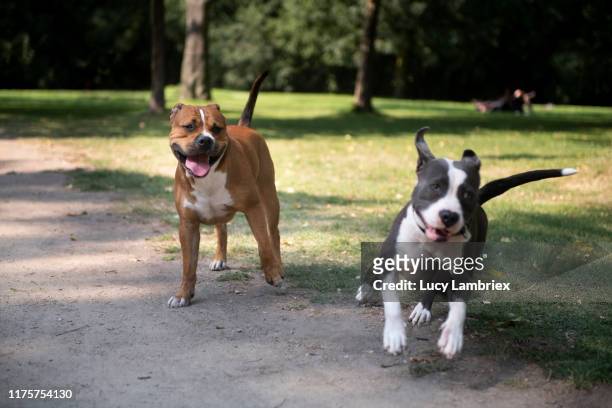 happy dogs playing in the park - pitbull stock-fotos und bilder