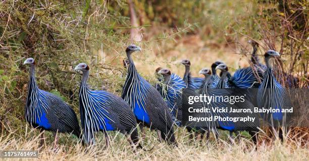 group of beautiful vulturine guinea fowl in the grass at samburu, kenya - faraona comune foto e immagini stock