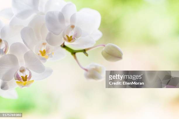 白蘭花 - orchid 個照片及圖片檔