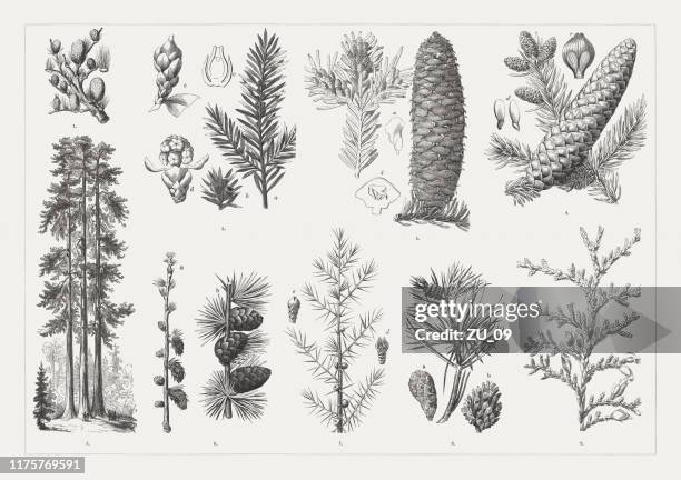 conifers, wood engravings, published in 1894 - evergreen plant stock illustrations