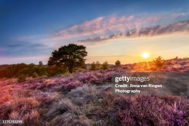 blooming heather at posbank - heather fotografías e imágenes de stock