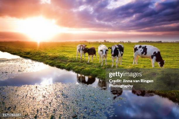 cows lined up in dutch landscape during sunset - cows grazing photos et images de collection