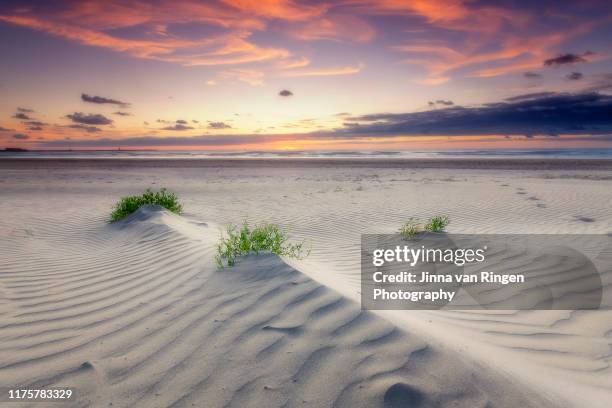 grass growing from the sand at the beach at sunset - rippled sand stock pictures, royalty-free photos & images