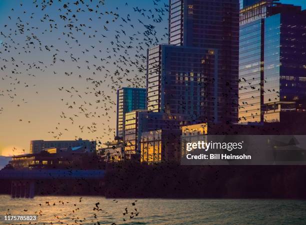 bats flying over lake with cityscape - irving texas downtown stock pictures, royalty-free photos & images