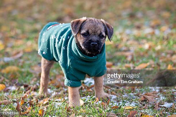 Cute Border terrier puppy 10 weeks old in fleece coat during wintry weather