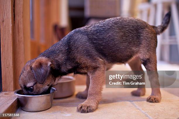 Cute Border terrier puppy 10 weeks old eating from dog bowl