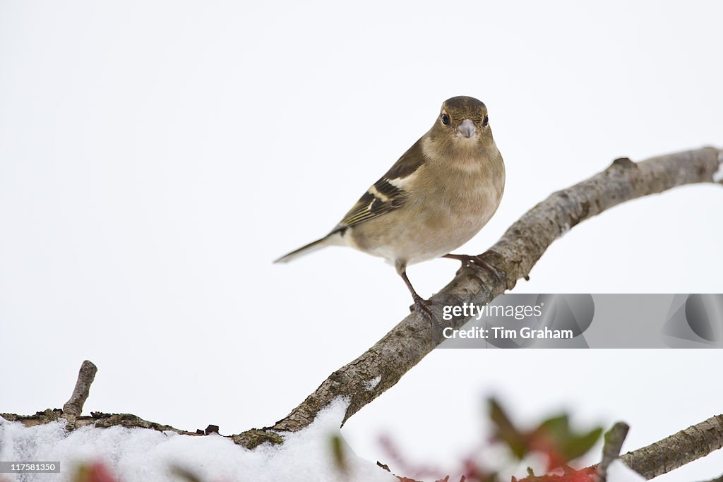 Chaffinch in Snowy Landscape