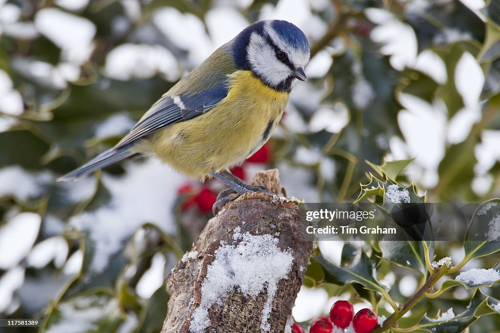Blue Tit in Snowy Landscape