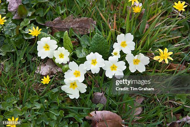 Spring and summer hedgerow wildflower Primrose, Primula vulgaris, Lesser Celandine, and grass in Cornwall, England, UK