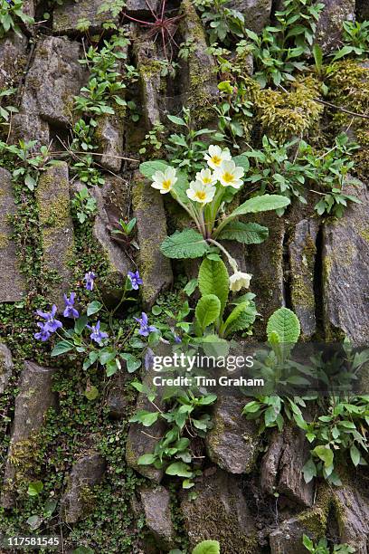 Primrose, Primula Vulgaris with Purple Violet viola wildflower in traditional drystone wall in Cornwall, England, UK